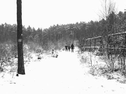 Biegówki w Puszczy Kampinoskiej