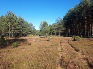 Wrzosowisko w Kampinoskim Parku Narodowym