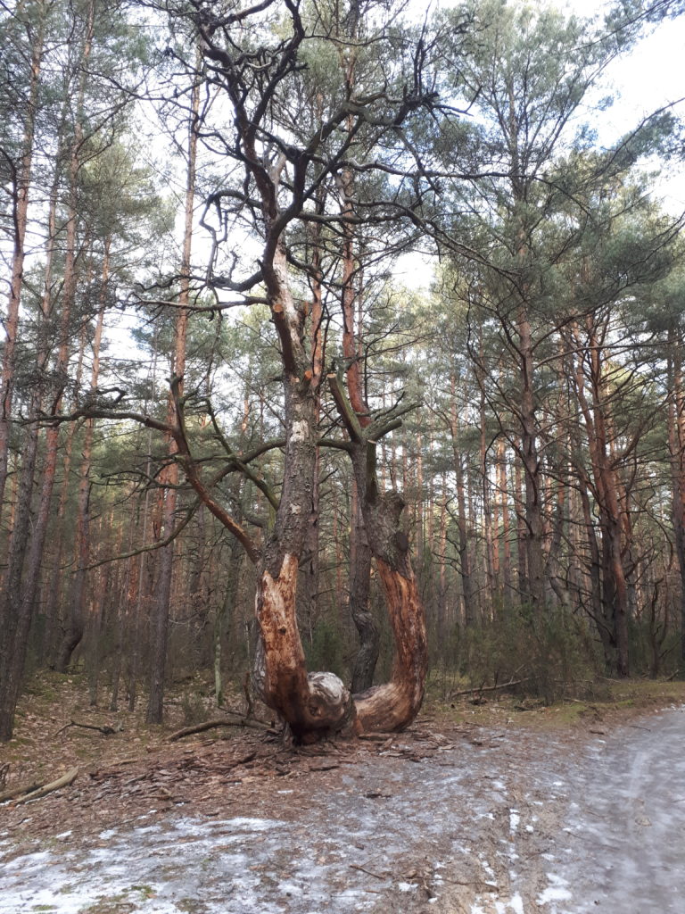 Sosna kandelabrowa w Puszczy Kampinoskiej