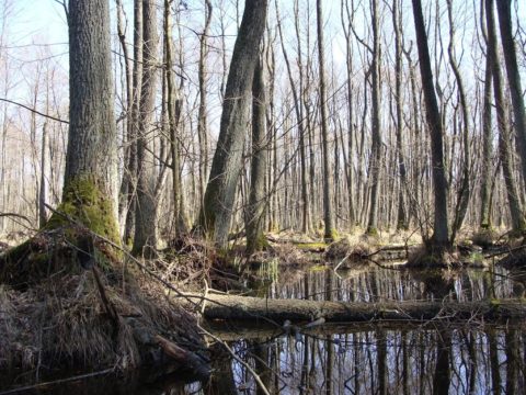 Bagno w Kampinoskim Parku Narodowym