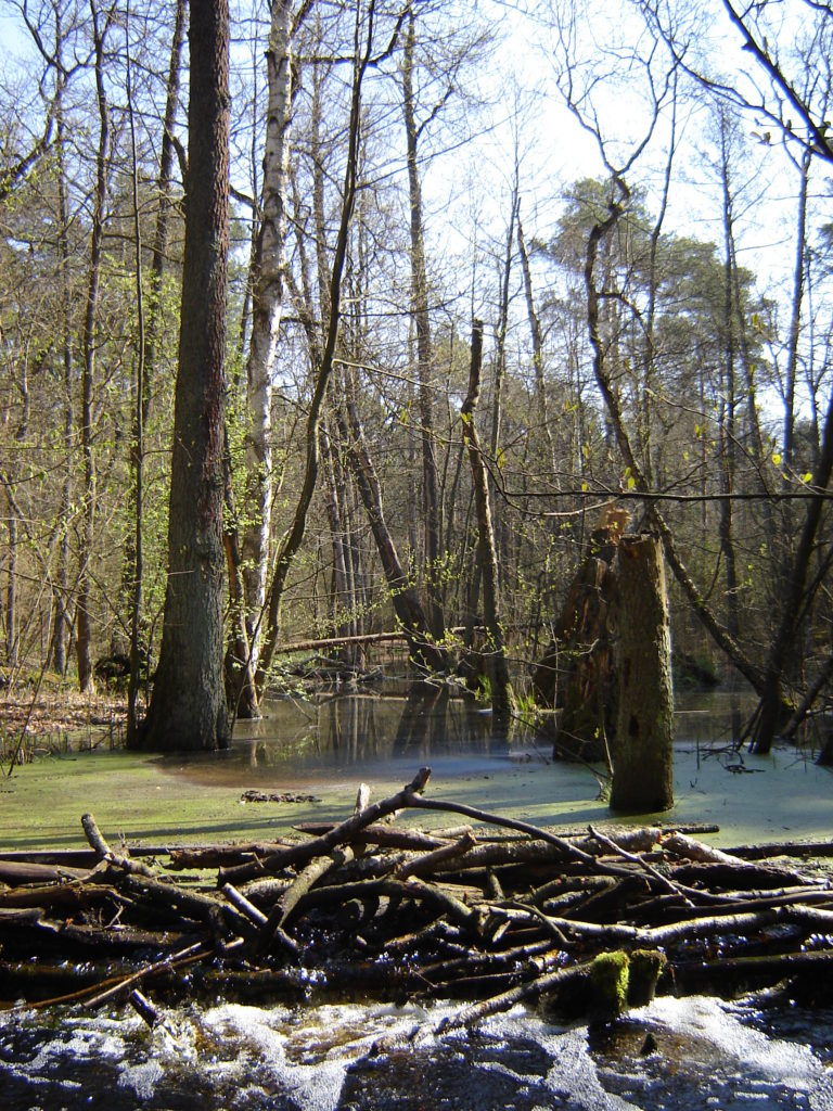 Okolice Mogilnego Mostka w Puszczy Kampinoskiej