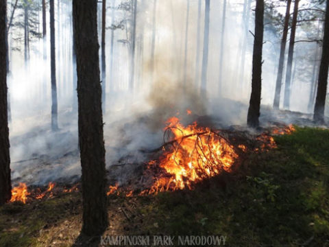 Pożar w Kampinoskim Parku Narodowym