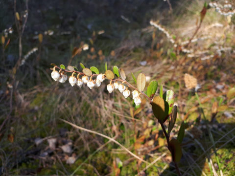 Chamedafne północna