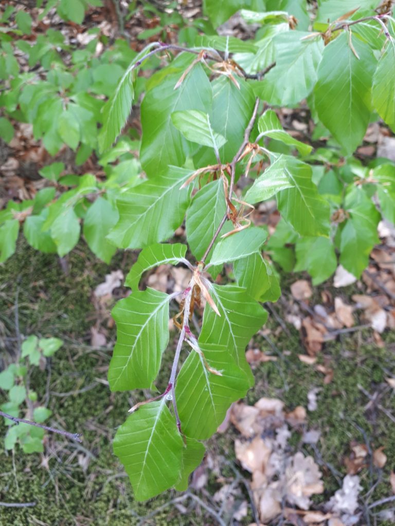 Buki w Puszczy Kampinoskiej