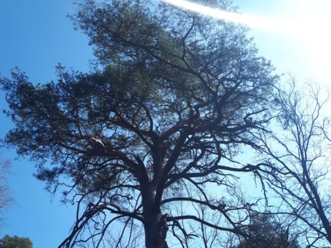 Sosna Królowej Bony w Puszczy Kampinoskiej