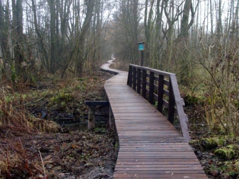 Kładka w Kampinoskim Parku Narodowym