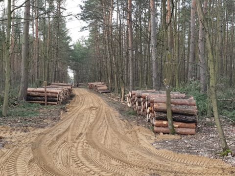 Wycinka w Puszczy Kampinoskiej