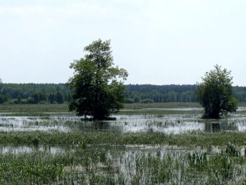 Bagno w Kampinoskim Parku Narodowym