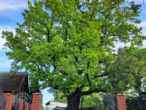 Dąb Obrońca w Śladowie